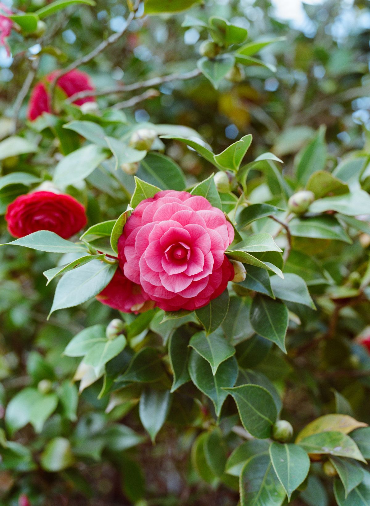 Japonica Camelia Flower