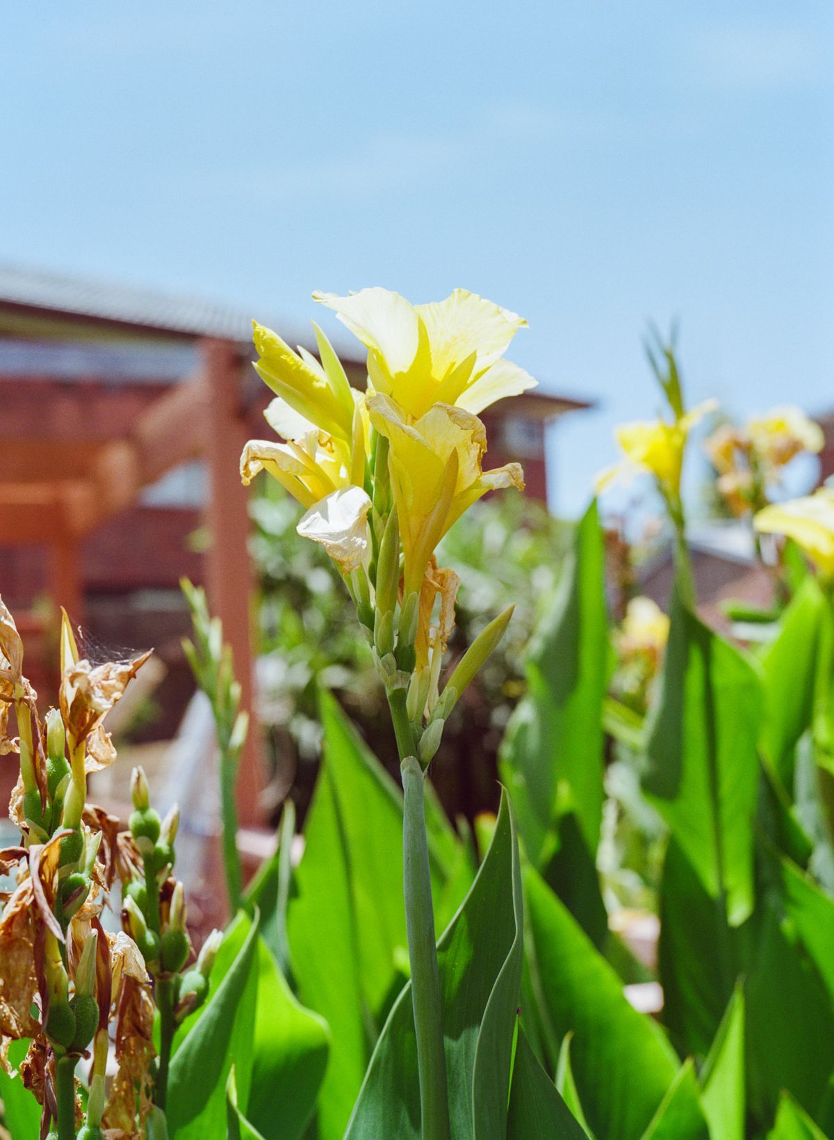 Yellow Canna Lily
