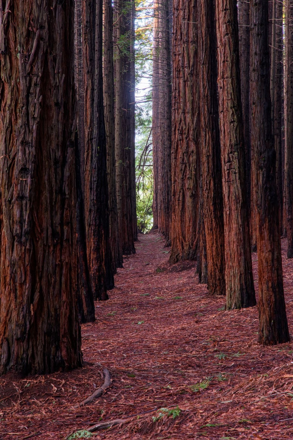 Cement Creek Redwoods