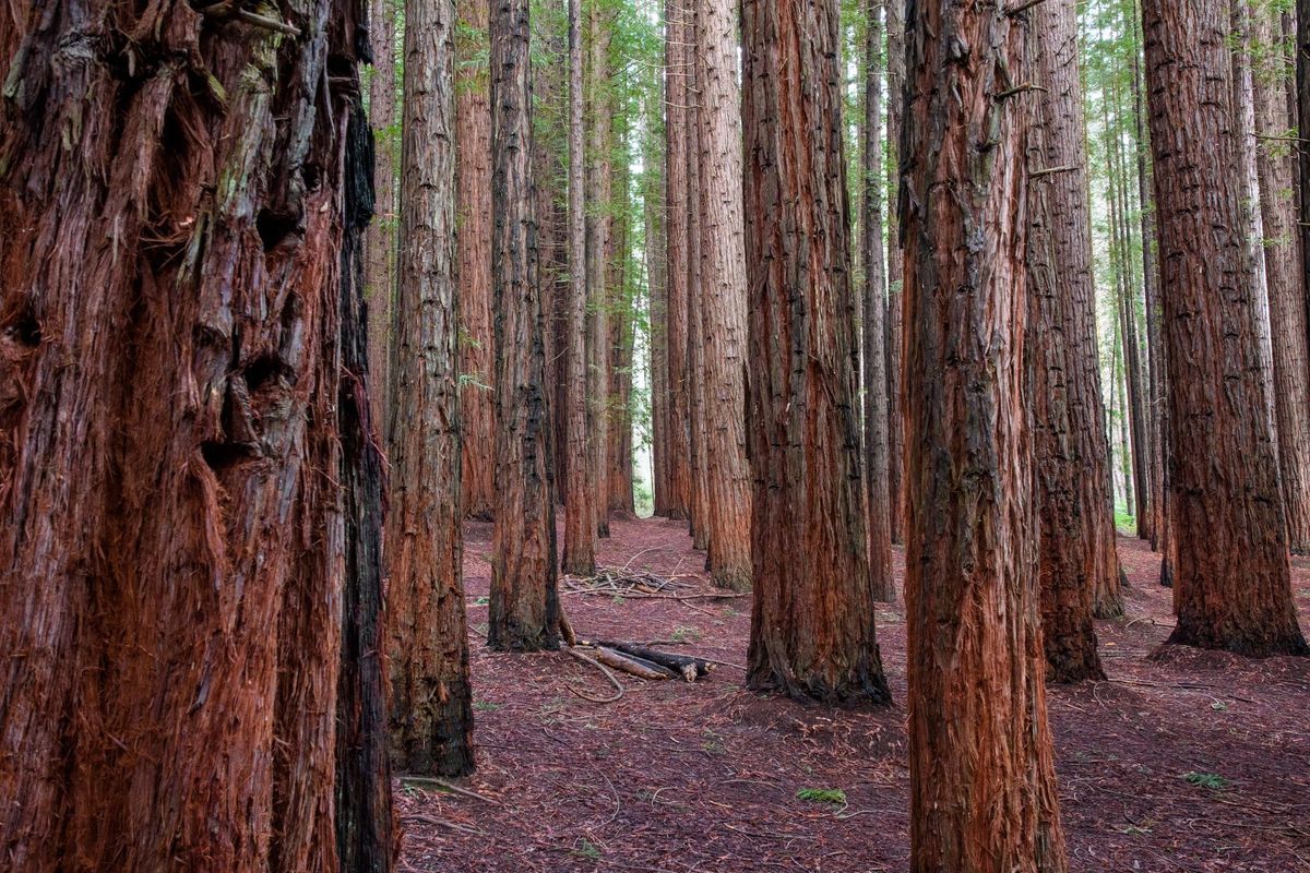 Cement Creek Redwoods