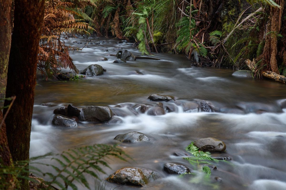 Cement Creek Redwoods