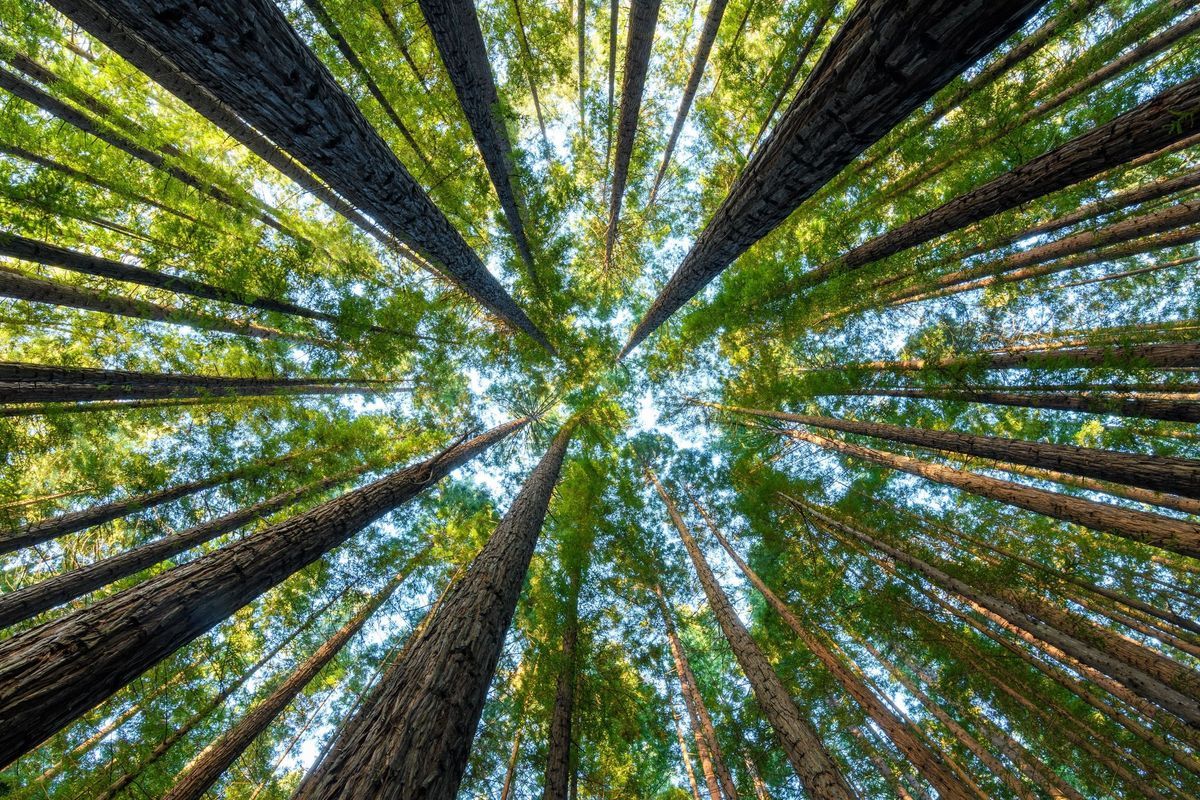Cement Creek Redwoods