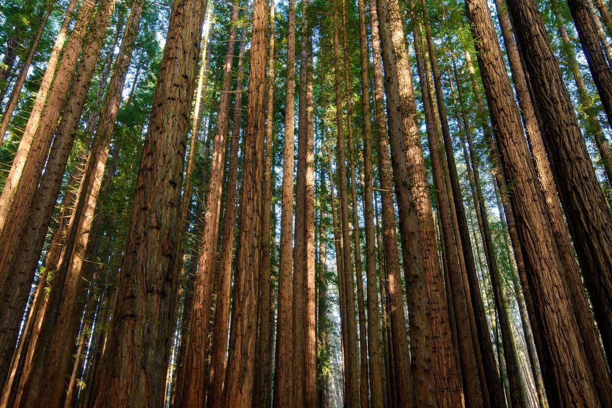 Cement Creek Redwoods
