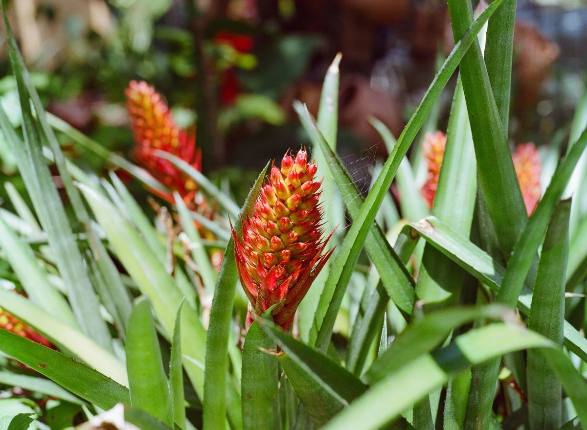 Bromeliad Ananas
