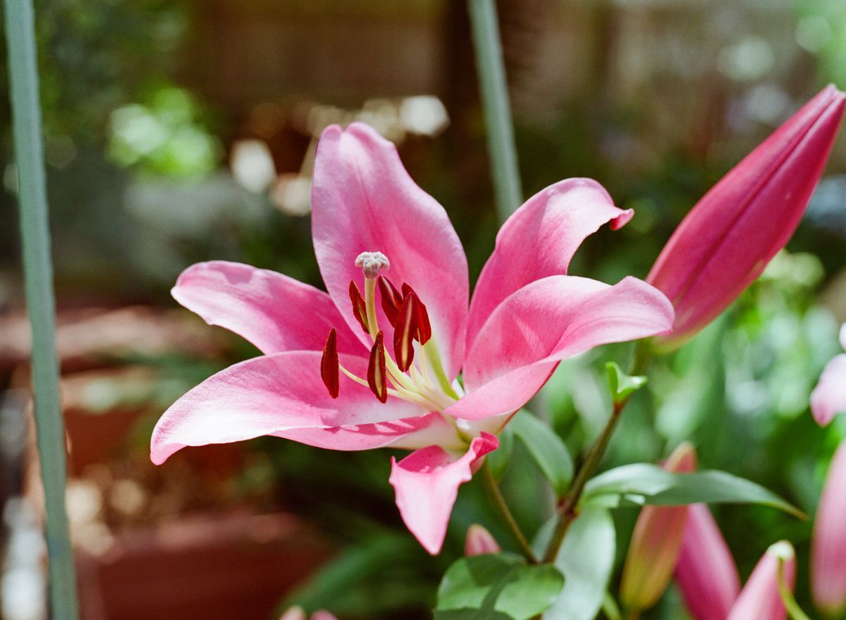 Oriental Lily