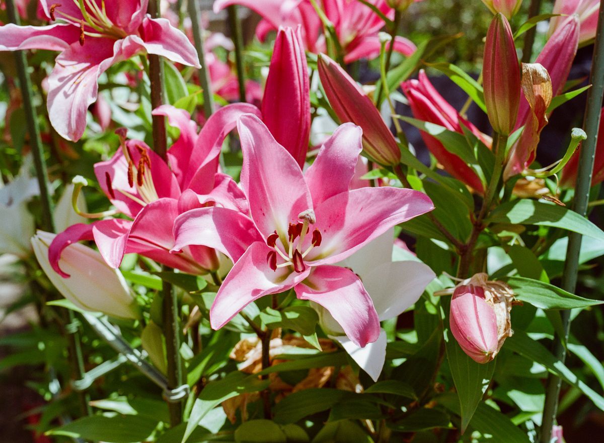 Oriental Lily
