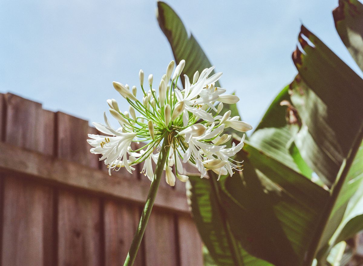 White Agapanthus "Snowball"