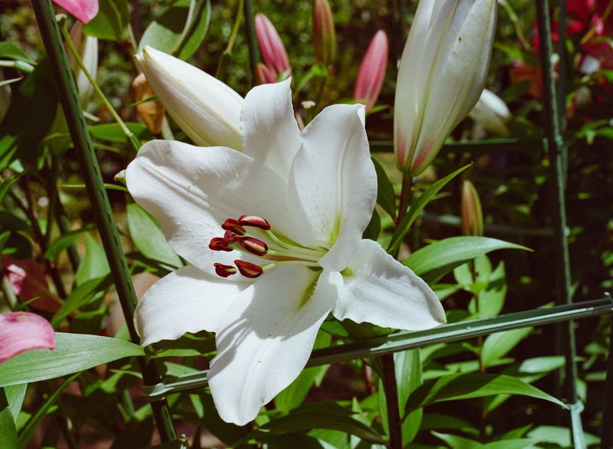 White Oriental Lily