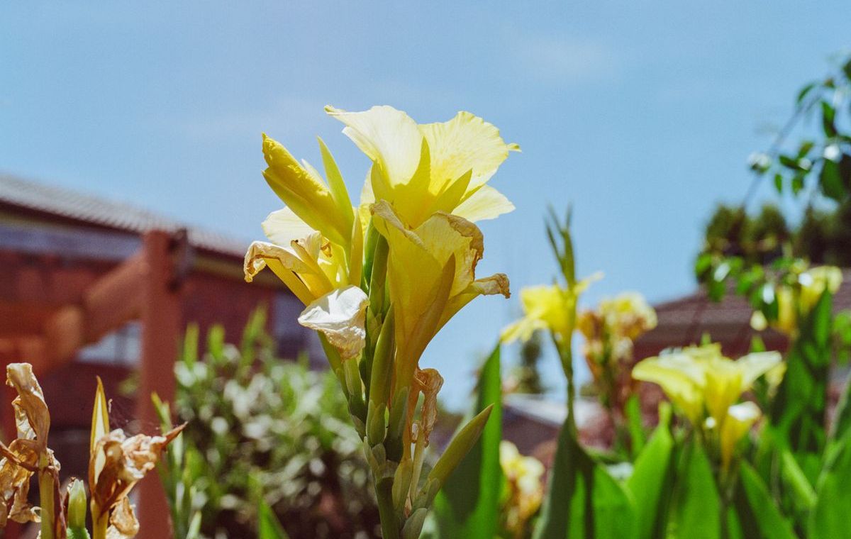Yellow Canna Lily
