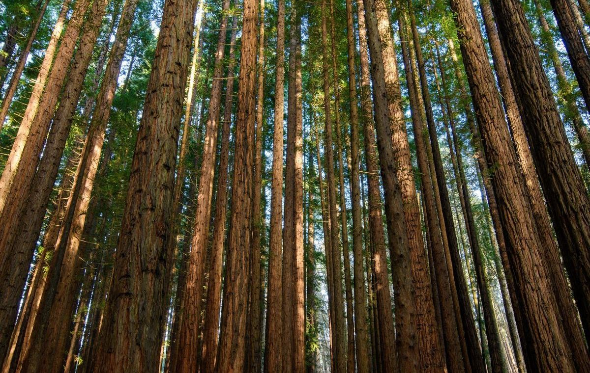 Cement Creek Redwoods