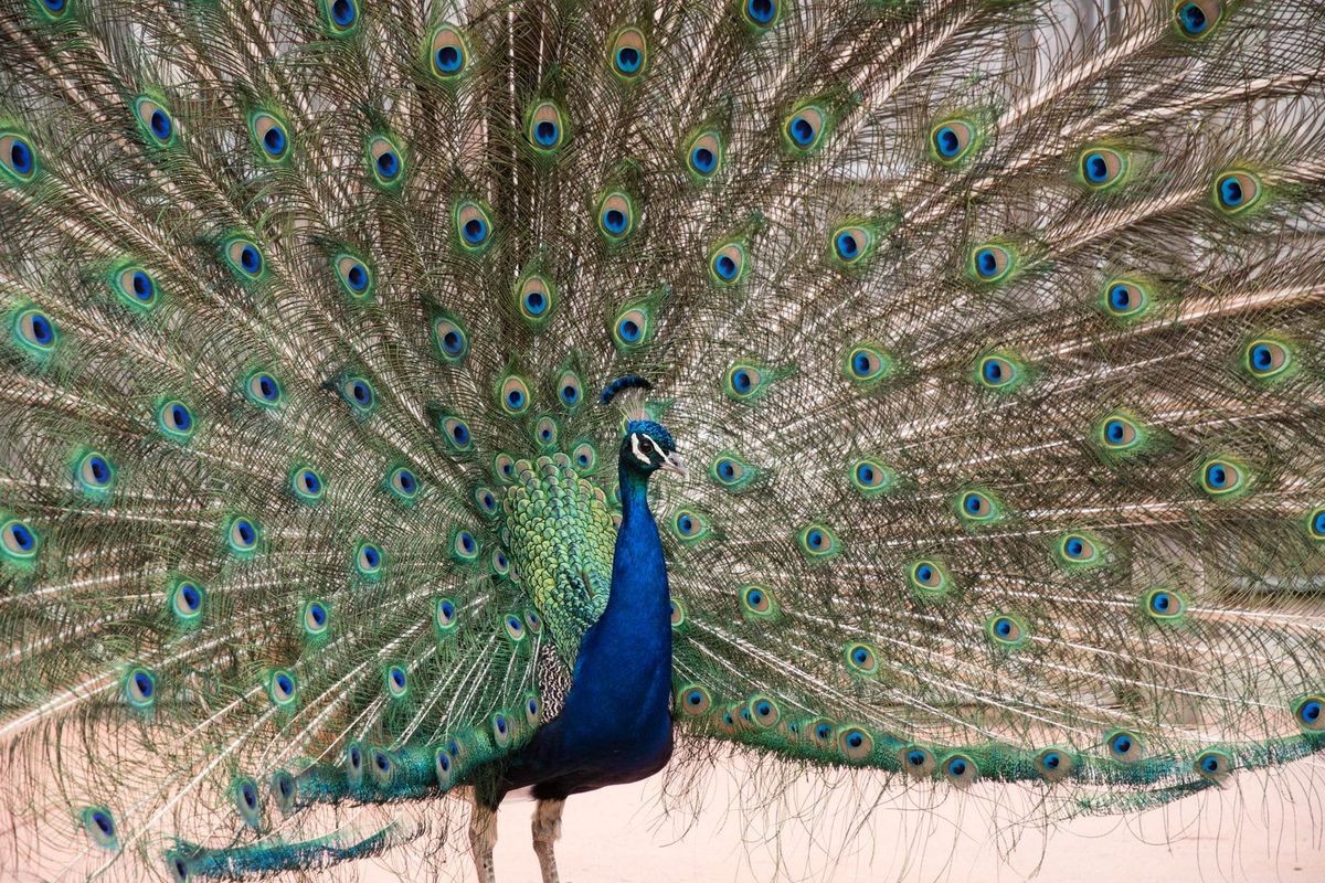 Peacock at Maru Koala and Animal Park, Grantville VIC