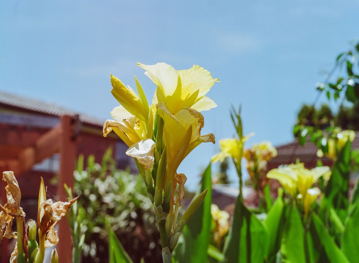 Yellow Canna Lily