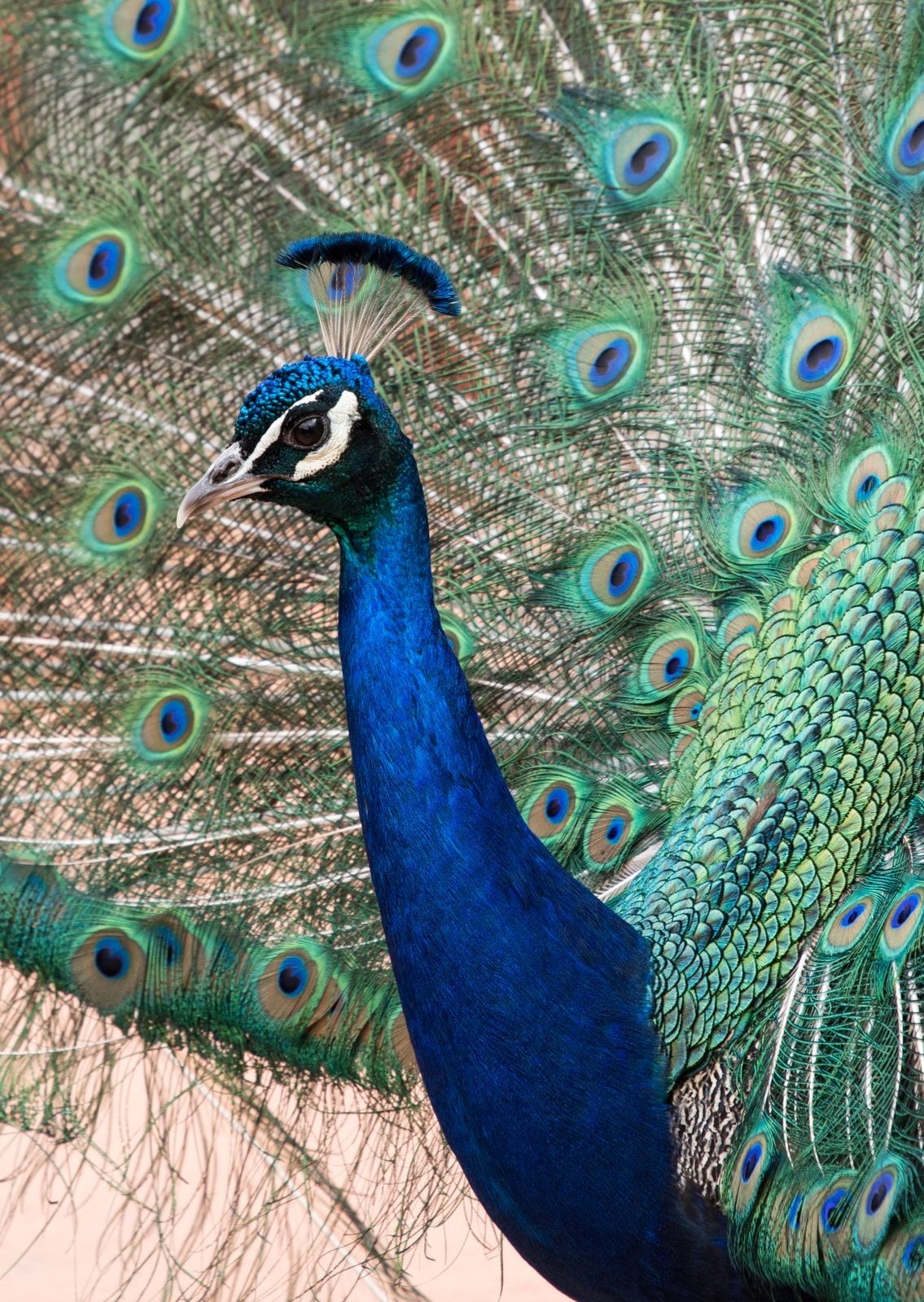A closer look at the peacock at Grantville, VIC
